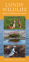 Lundy Wildlife