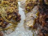 Seaweeds